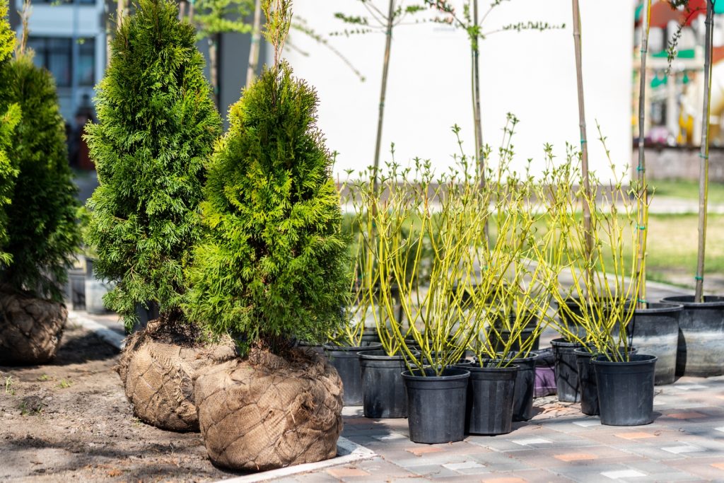 Tree & Shrub Planting
